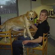 Golden retriever Tantor