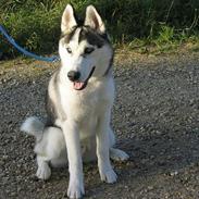 Siberian husky Kenzo