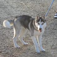 Siberian husky Kenzo