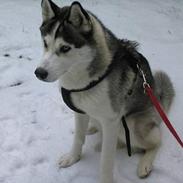 Siberian husky Kenzo