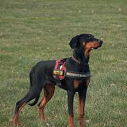 Dobermann Tempo