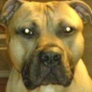 Amerikansk staffordshire terrier Tyson