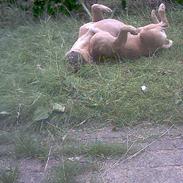 Amerikansk staffordshire terrier Tyson