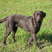 Labrador retriever Access Denied "Mokka"