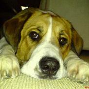 Blanding af racer Lilo