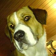 Blanding af racer Lilo