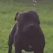 Staffordshire bull terrier amadeus
