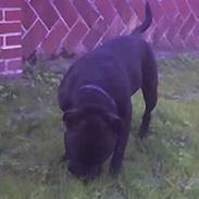 Staffordshire bull terrier amadeus