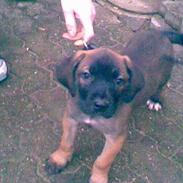 Staffordshire bull terrier amadeus