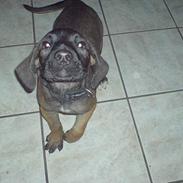 Staffordshire bull terrier amadeus