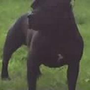 Staffordshire bull terrier amadeus