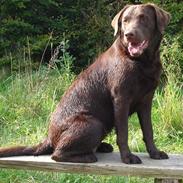 Labrador retriever Luka tidl. hund