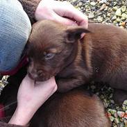 Labrador retriever Luka tidl. hund