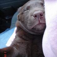 Labrador retriever Luka tidl. hund
