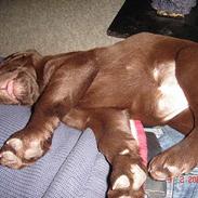 Labrador retriever Luka tidl. hund
