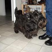 Skotsk terrier Anton