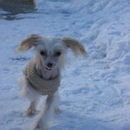 Chinese crested hårløs Pim