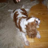 Cavalier king charles spaniel Trunte