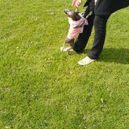 Xoloitzcuintle Fila