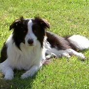 Border collie Archie