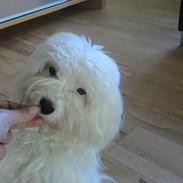 Coton de tulear Maggie