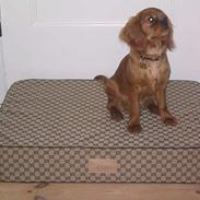 Cavalier king charles spaniel Lotus
