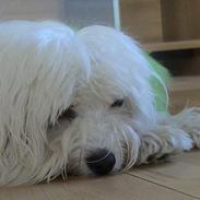 Coton de tulear Maggie