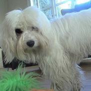 Coton de tulear Maggie