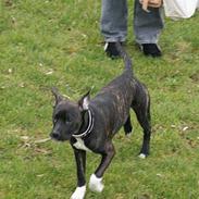 Amerikansk staffordshire terrier Targo