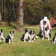 Border collie Archie