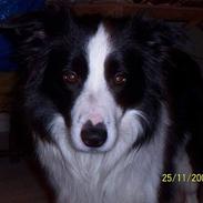 Border collie Archie