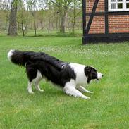 Border collie Archie