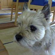 Cairn terrier Emil