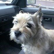 Cairn terrier Emil