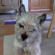 Cairn terrier Emil