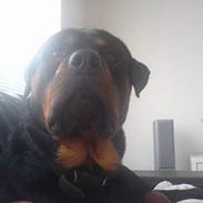 Rottweiler chang