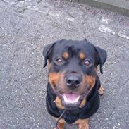 Rottweiler chang