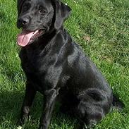 Labrador retriever Boomer