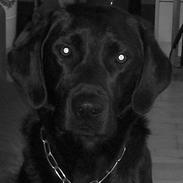 Labrador retriever Boomer