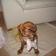 Cavalier king charles spaniel Lotus