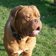 Dogue de bordeaux Algojo's Bonus R.I.P.