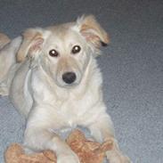 Blanding af racer Zelma