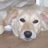 Blanding af racer Zelma