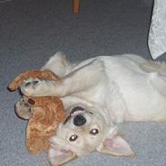 Blanding af racer Zelma