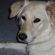 Blanding af racer Zelma