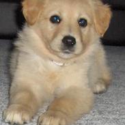 Blanding af racer perle