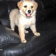 Blanding af racer perle