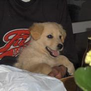 Blanding af racer perle