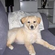 Blanding af racer perle