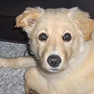 Blanding af racer perle